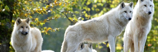 1024px-LOUPS_ARCTIQUES_-_Parc_Ste_Croix_-_Jean_Lavergne