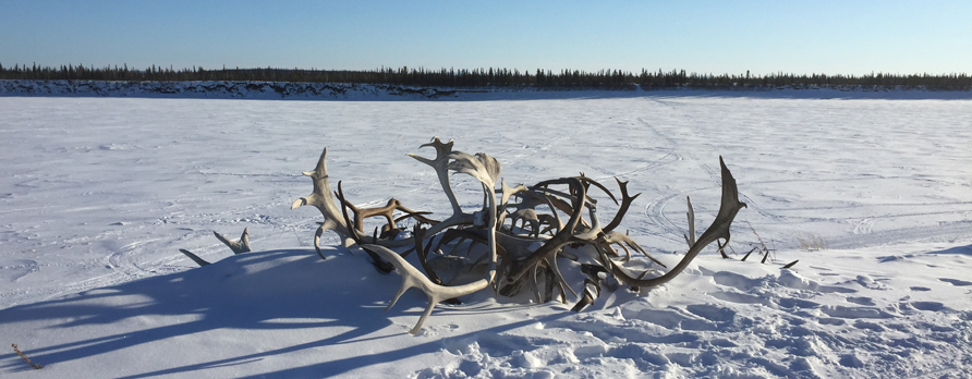 caribous bois