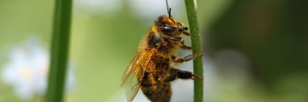 bandeau-abeille